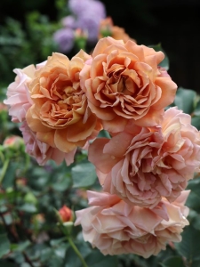 Маррон (Marron)