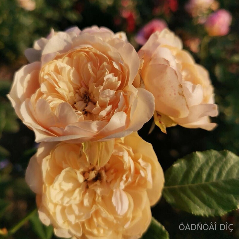 ����� (Akari)