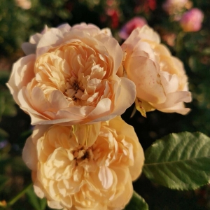 ����� (Akari)