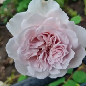 Колор оф Юпитер (Color of Jupiter)