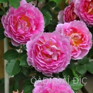 �������� (P�nelopeia)