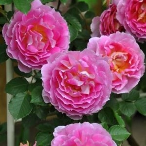 Пенелопа (Pеnelopeia)