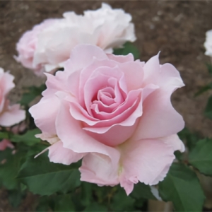 �� ����� (La Mari�e)