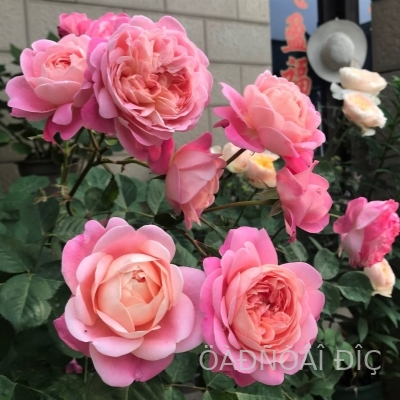 ���� ���� (Dream Light).