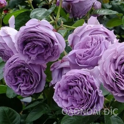 ������� ����� (Blue Storm Rose)