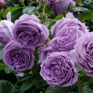 ������� ����� (Blue Storm Rose)