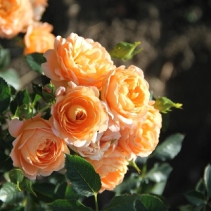 ������ ������ (Sunset Memory)