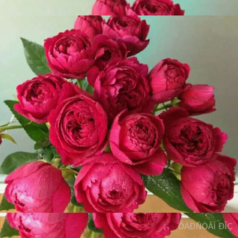  �����-230 (Ligare-230)
