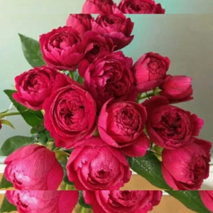 �����-230 (Ligare-230)
